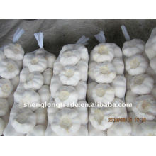 2011 fresh white garlic hot sell